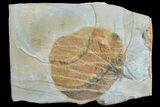 Fossil Leaf (Zizyphoides) - Montana #165024-1